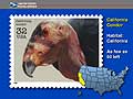  California Condor