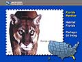  Florida Panther