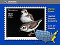  Piping Plover