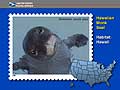  Monk Seal