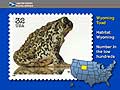  Wyoming Toad