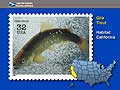  Gila Trout