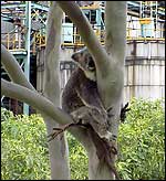 Koala in tree at Petrie mill