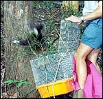 Releasing koala