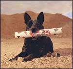 Dog with mailing tube