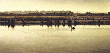 Swan on wetlands water