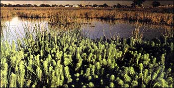 Plants in wetlands