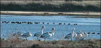 Birdlife at City West Water's Altona Treatment Plant.
