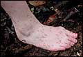 Ants on foot