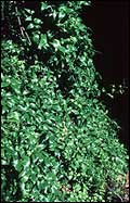 Bridal Creeper weed