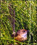 Emu-wren
