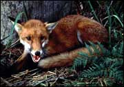 Fox is serious feral threat