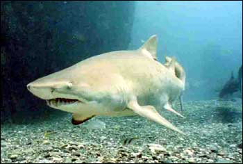 Grey Nurse Shark