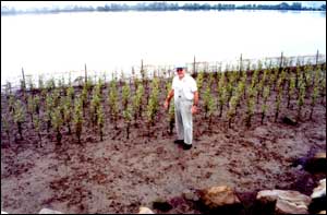 Mangrove Plants - photo from Merran Williams