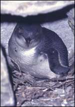 Penguin in burrow - photo from Anna Wind