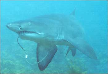 Shark with hook in mouth