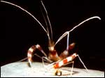 Shrimp
