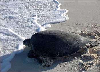 Turtle returning to the ocean