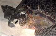 Turtle