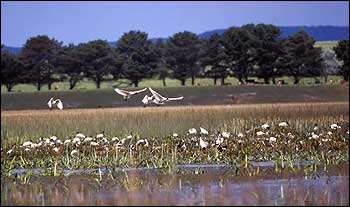 Wetland birds