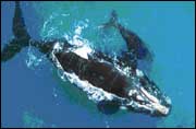 Whale with calf