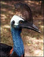 Cassowary