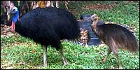 Young and old Cassowaries