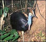 Cassowary