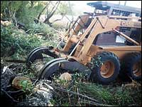 Bobcat clearing willows