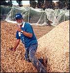 Mulch for local vineyards