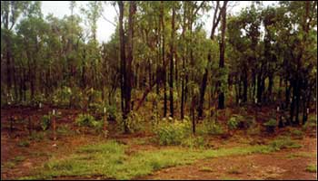 Revegetation after fire