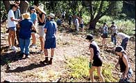 Tree planting in Queensland