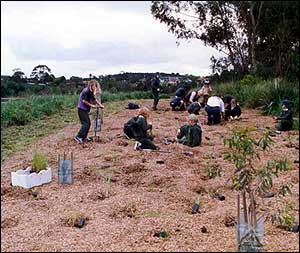 Revegetation around swamp