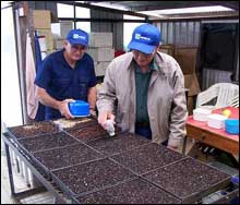 Seedlings for revegetation project