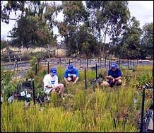 Volunteers planting seedlings