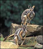 Rock Wallaby